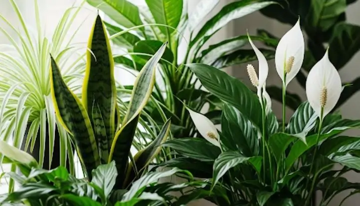 NASA-Studied Air Purifying Plants