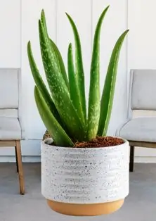 Aloe Vera