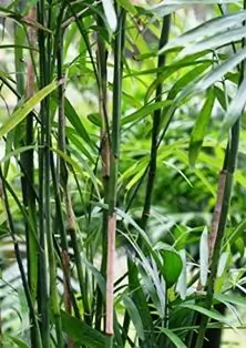 Bamboo Palm