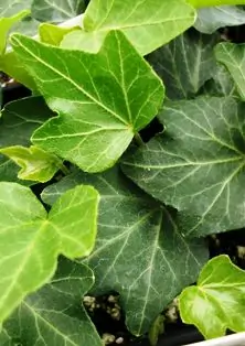 English Ivy