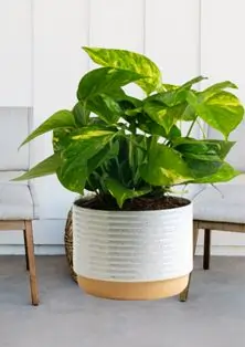 Golden Pothos