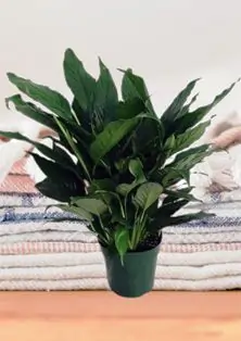 Peace Lily