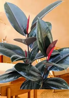 Rubber Plant
