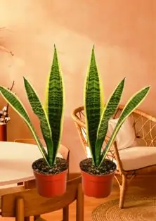 Snake Plant