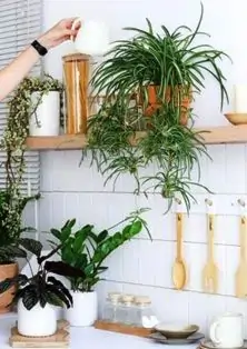 Spider Plant